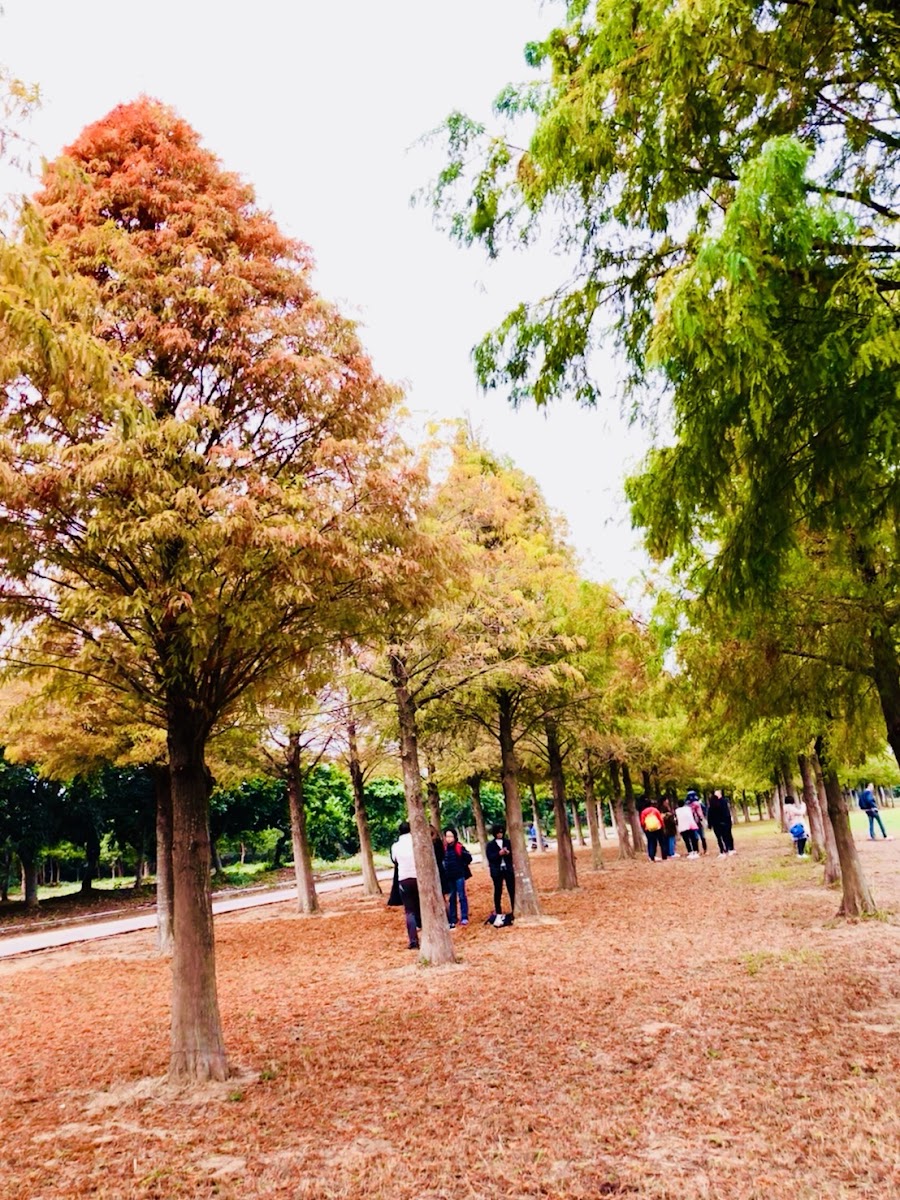 隱藏在台中后里區麗寶樂園裡的落羽松秘境，將近1公里長，目前已接近全紅的狀態。