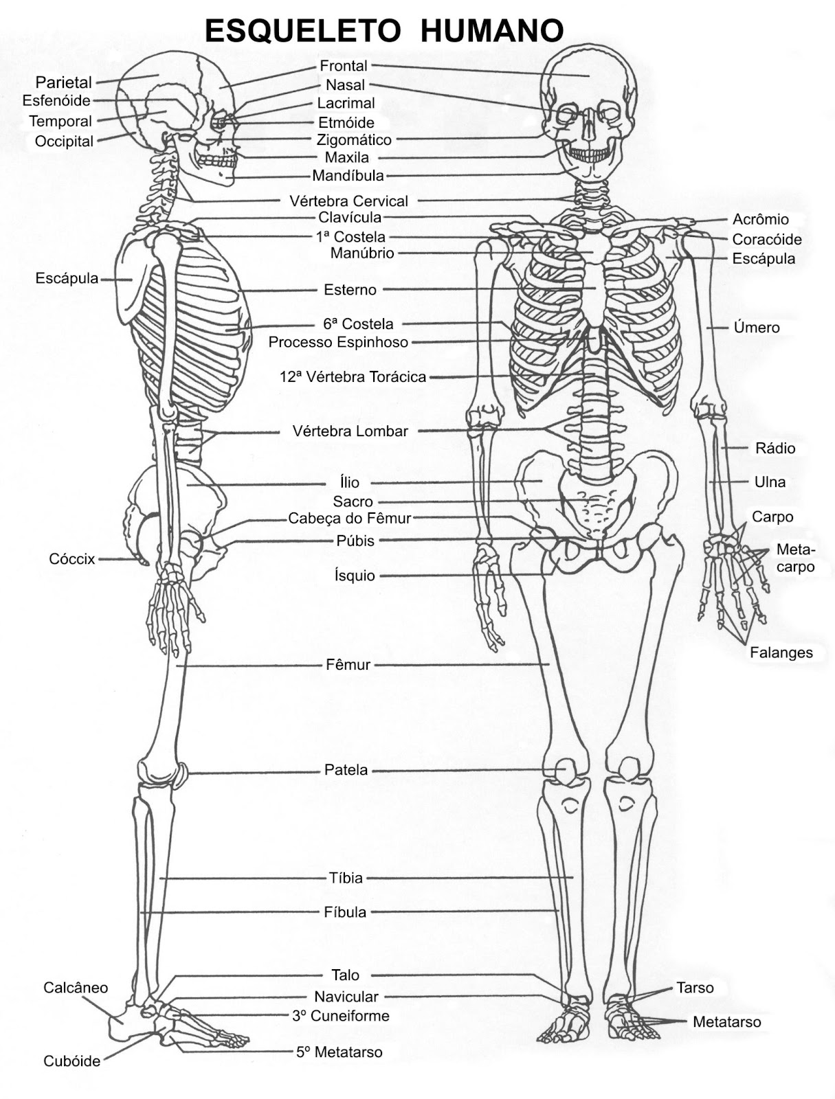 Anatomia Basica Del Cuerpo Humano Agosto 2012