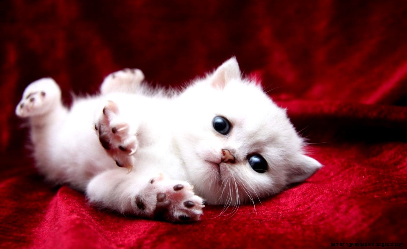 Cute White Kitten Wallpaper | Amazing Wallpapers