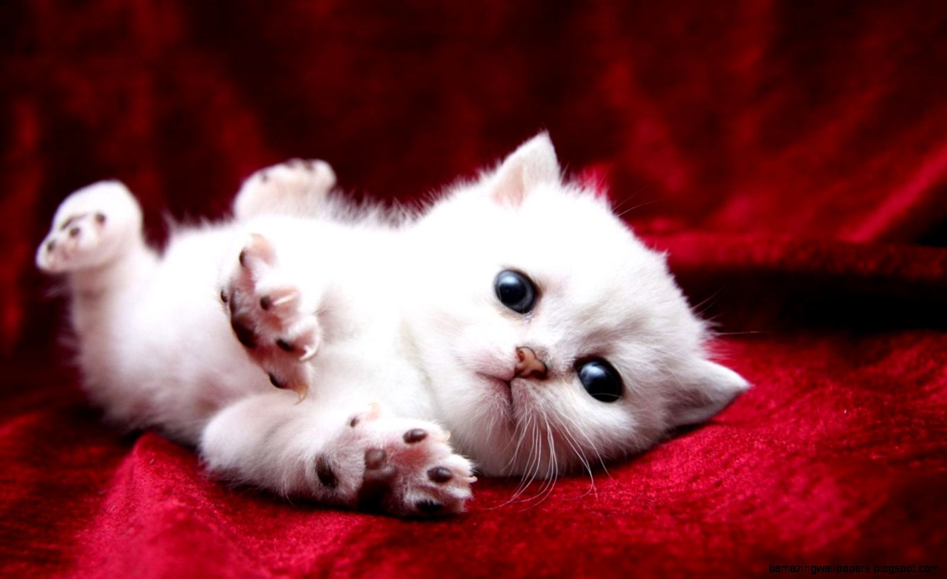 White Kitten   wallpaper