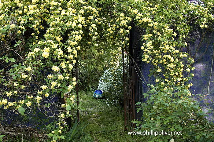 Billiard Spirea Shrubs Spiraea X Billiardii Flowering