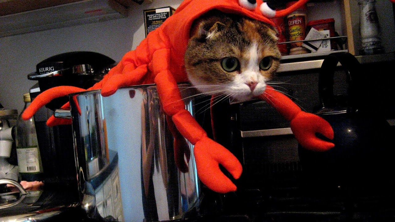 Kawaii Cute Cat Outfits Cat Choices