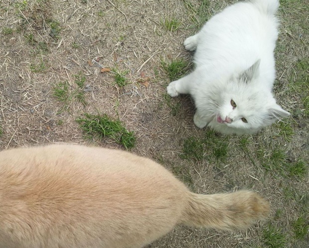 米国のレストラン チェーンがあなたを中つ国の世界へ連れて行きます