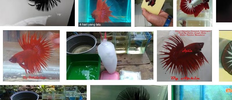 Cara Membius dan Nyalon Ikan Cupang dengan Sebatang Rokok