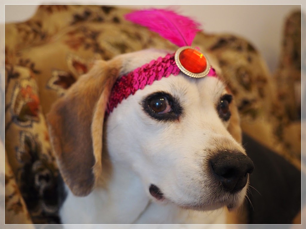 Beagle verkleidet