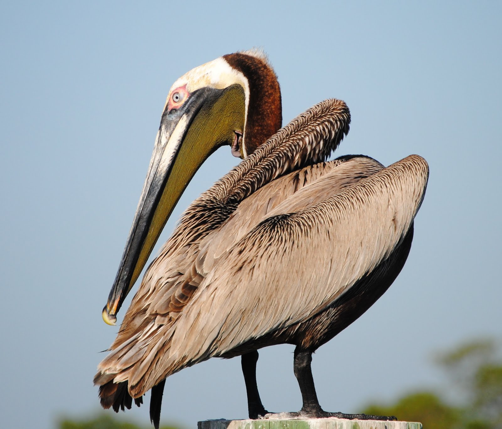 Brown Pelican The Life of Animals