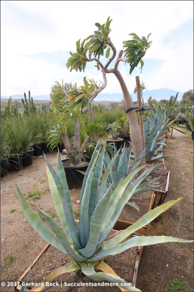 Sunland Cactus Nursery