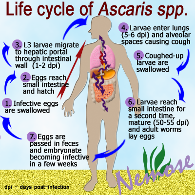 Az ascaris a laposférgek csoportjába tartozik, Orsóférgesség - Felelős Állattartás