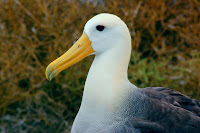 Albatross Espanola Suarez Point Galapagos