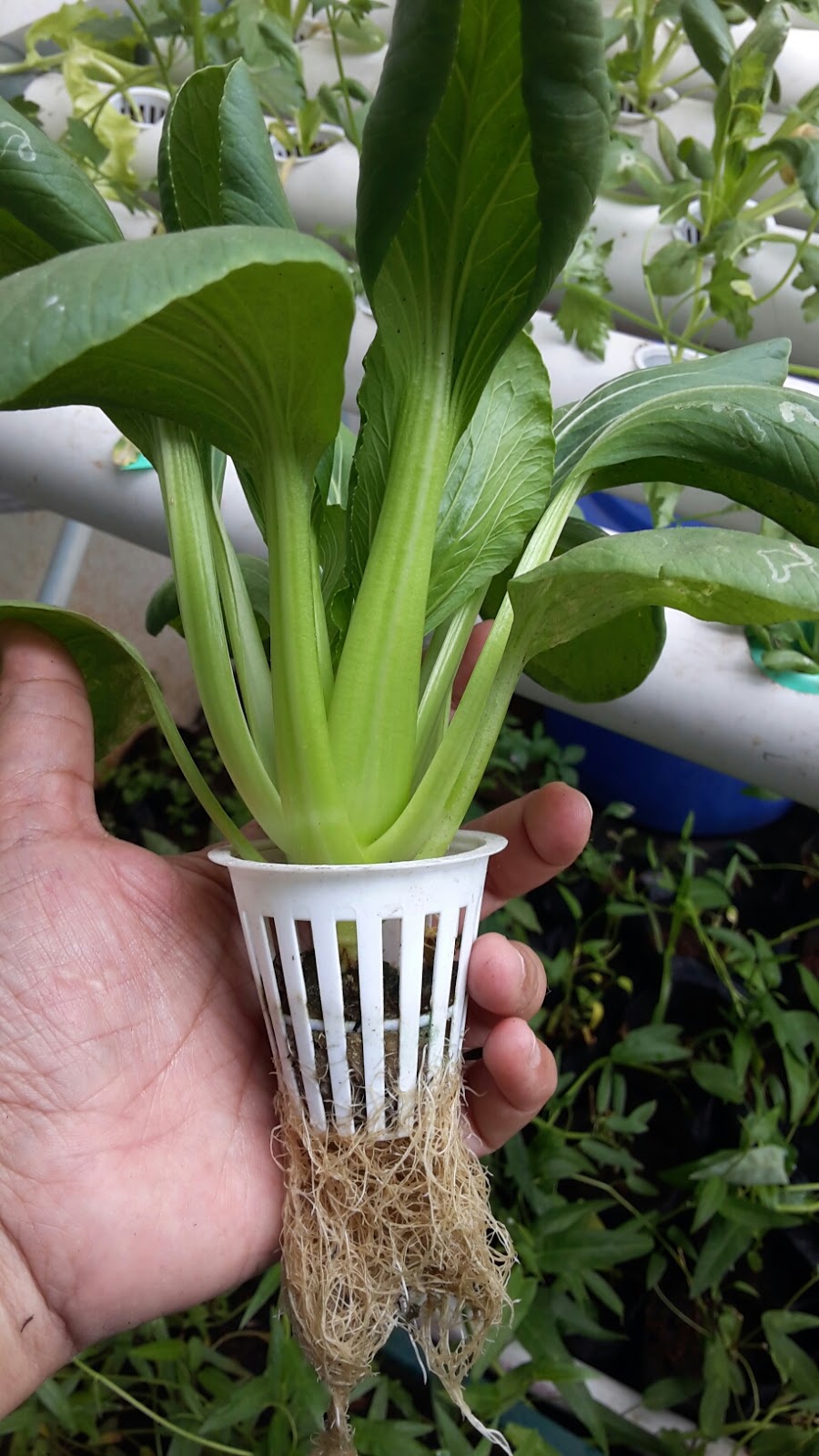 Cara Berkebun Menanam Sayuran Di Lahan Sempit | YOPIBLOG ® Personal Blog