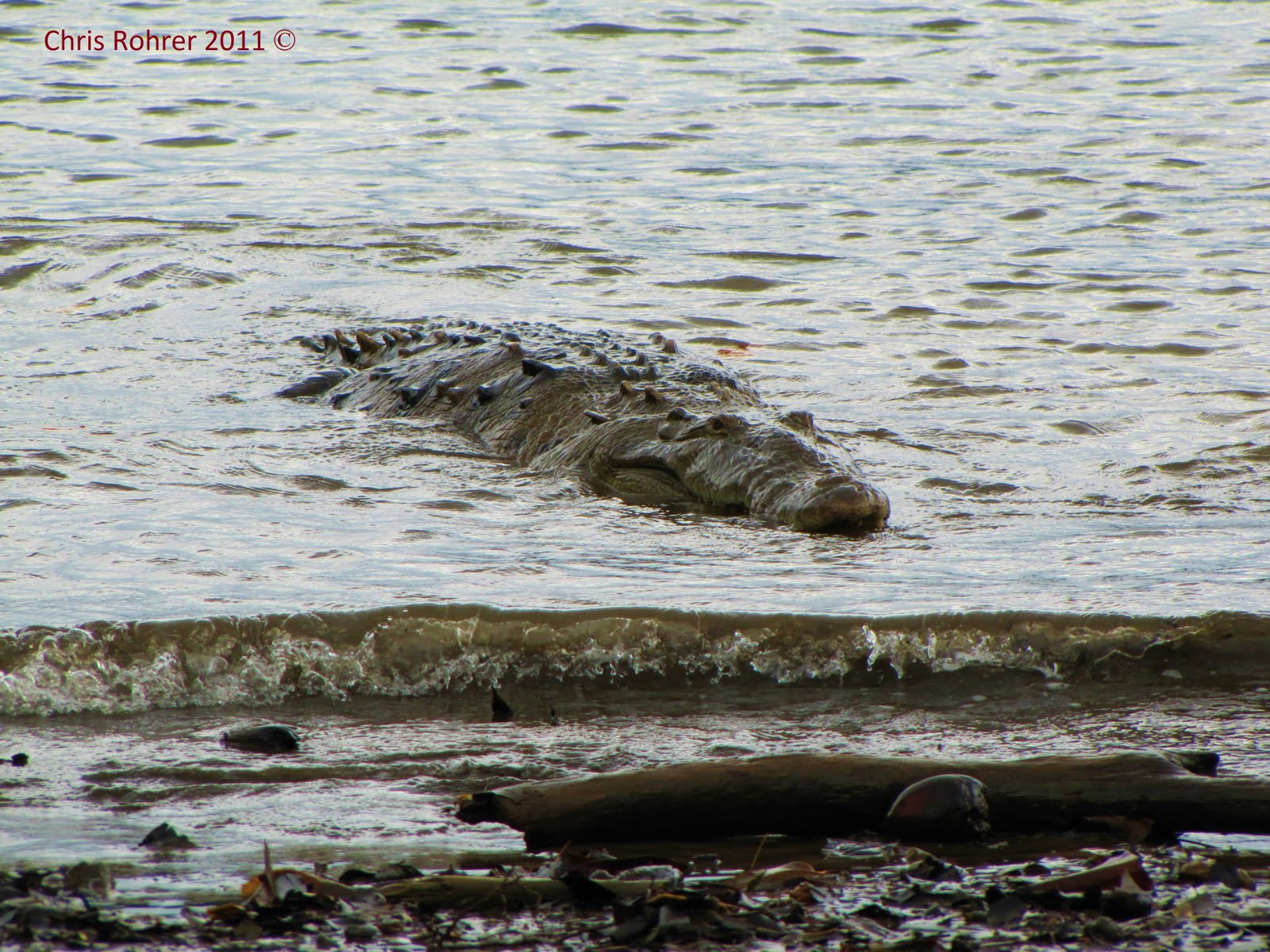 Las Aventuras: Giant Saltwater Crocs!
