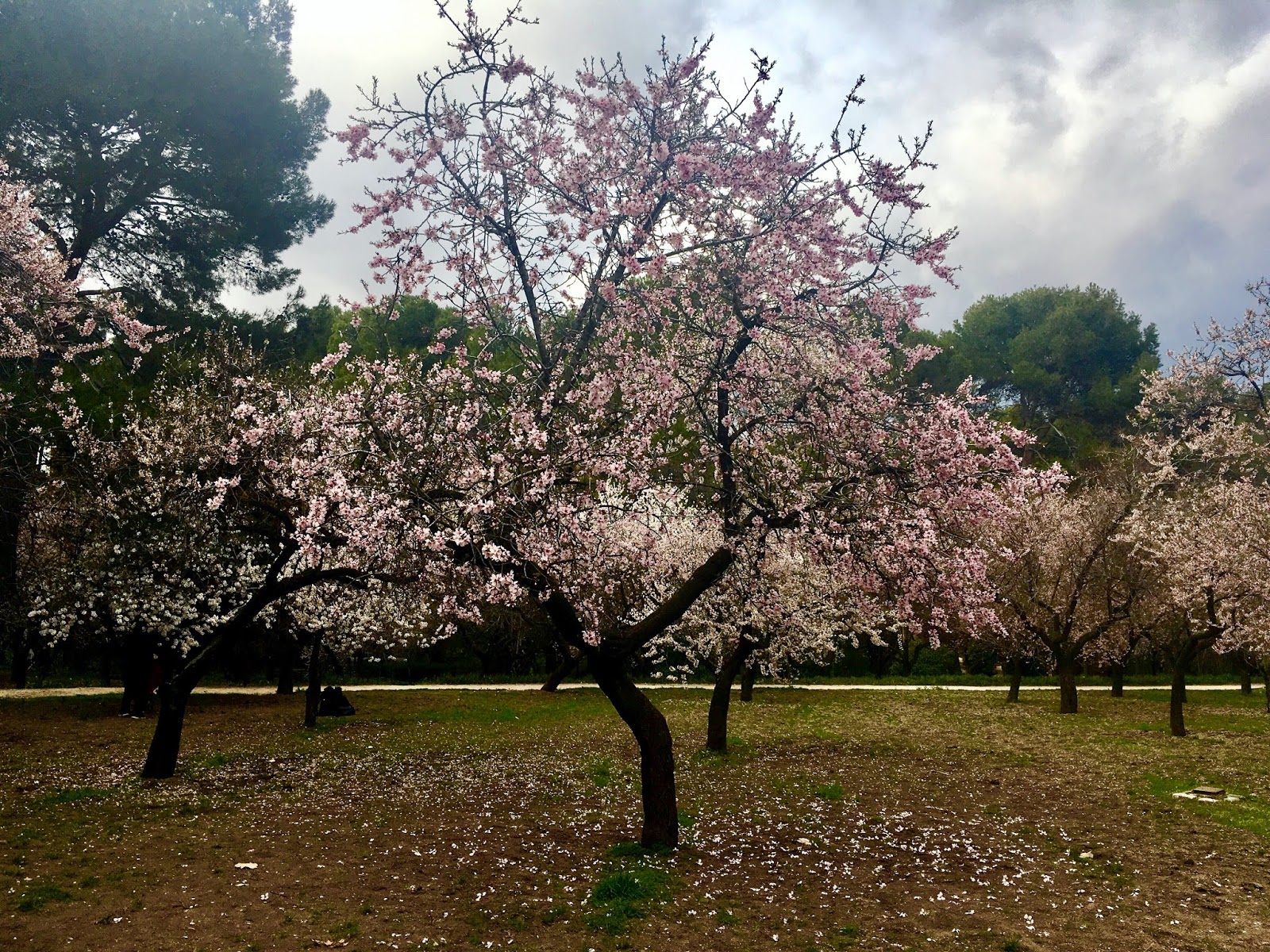 La Quinta de los Molinos, un parque poco conocido de Madrid Preparar