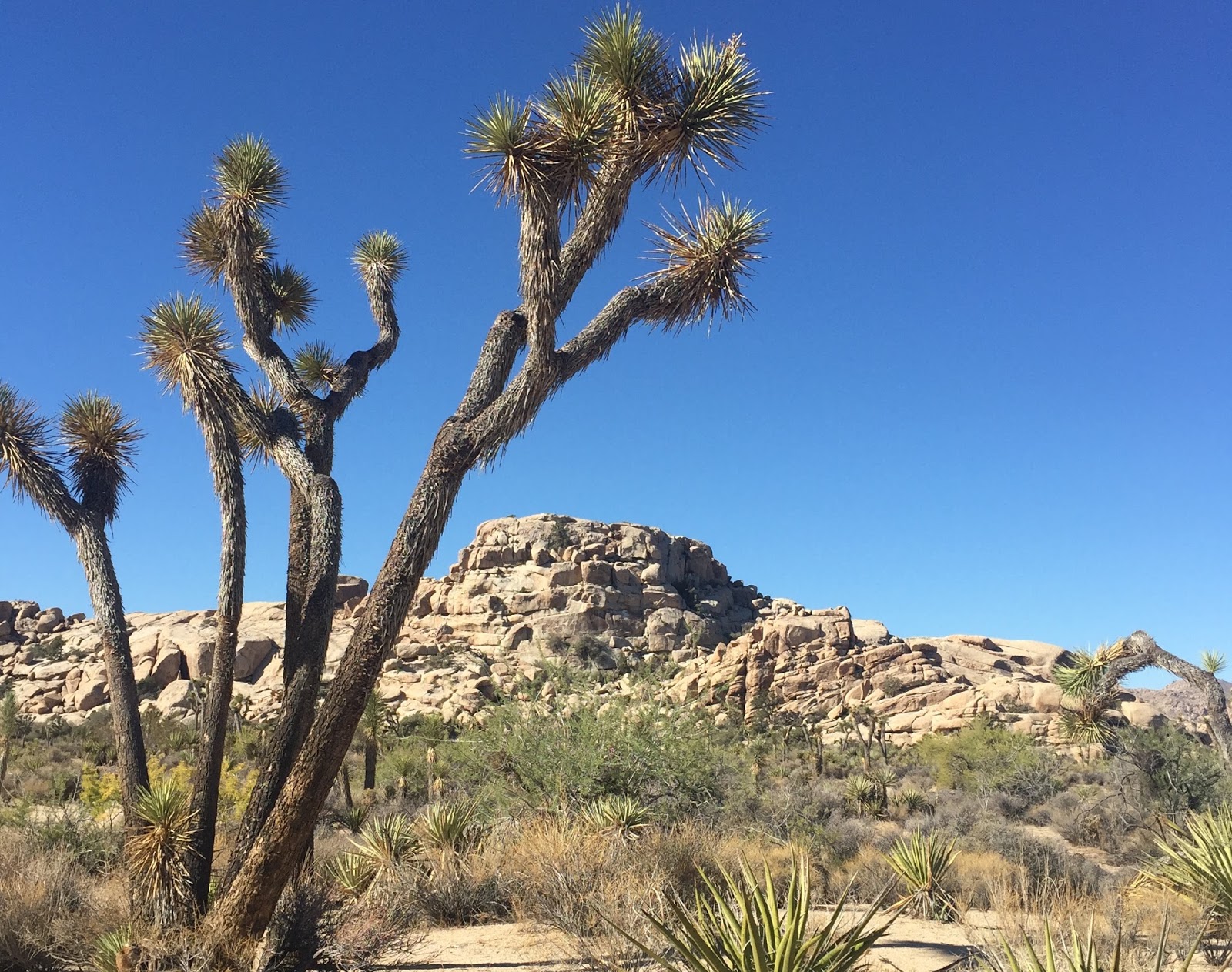 24 Hours in Joshua Tree National Park The Active Habitat
