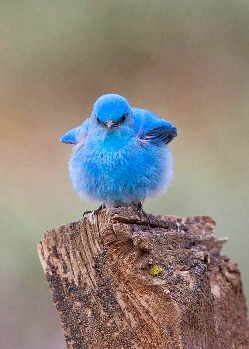 Animated Flying Twitter Bird Icon For Blogger Yuliaaargh