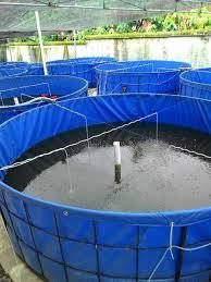 Budidaya Ikan Lele Haziq Farm