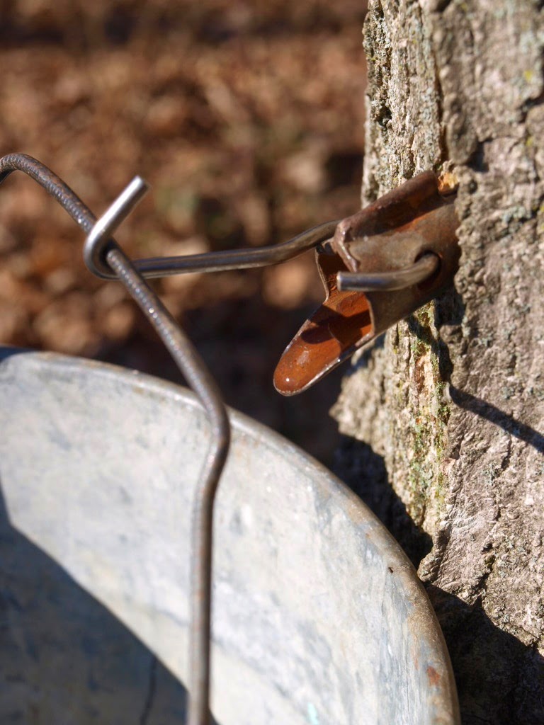 Ohio Thoughts Sugaring or Tapping Maple Trees