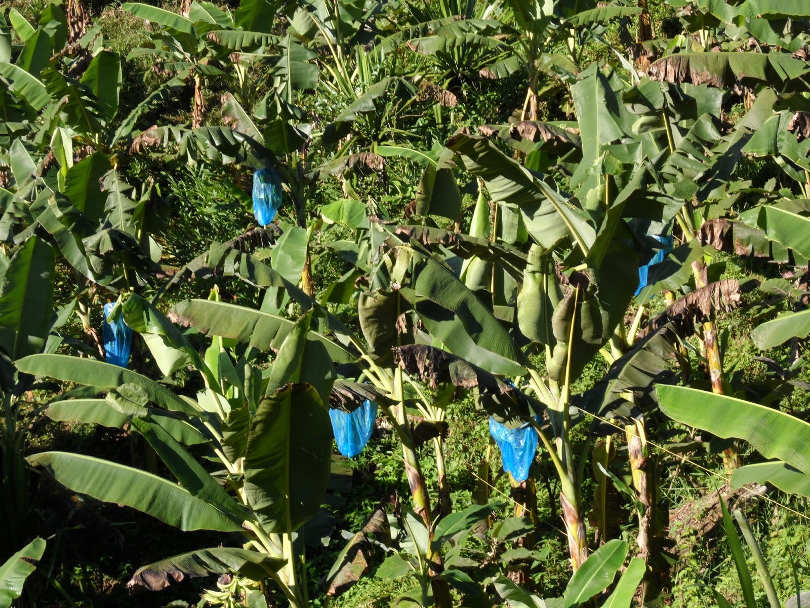 CULTIVAMOS PLÁTANO harton lo estamos TRANSFORMANDO A PATACONES ,CEL