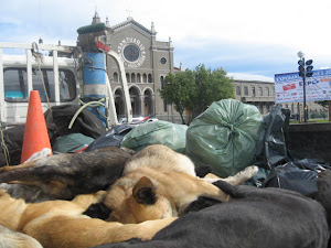 Matanza de perros en Punta Arenas