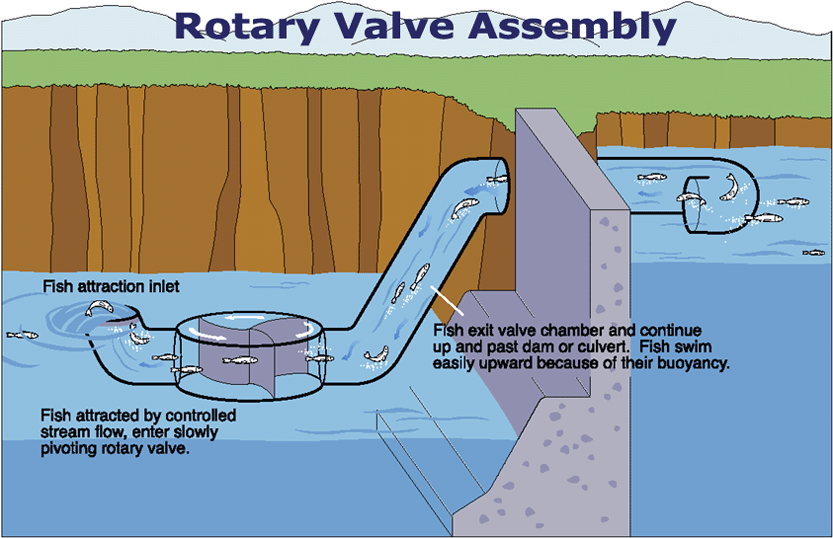 Fishway: Tangga Untuk Ikan | Nara Setia