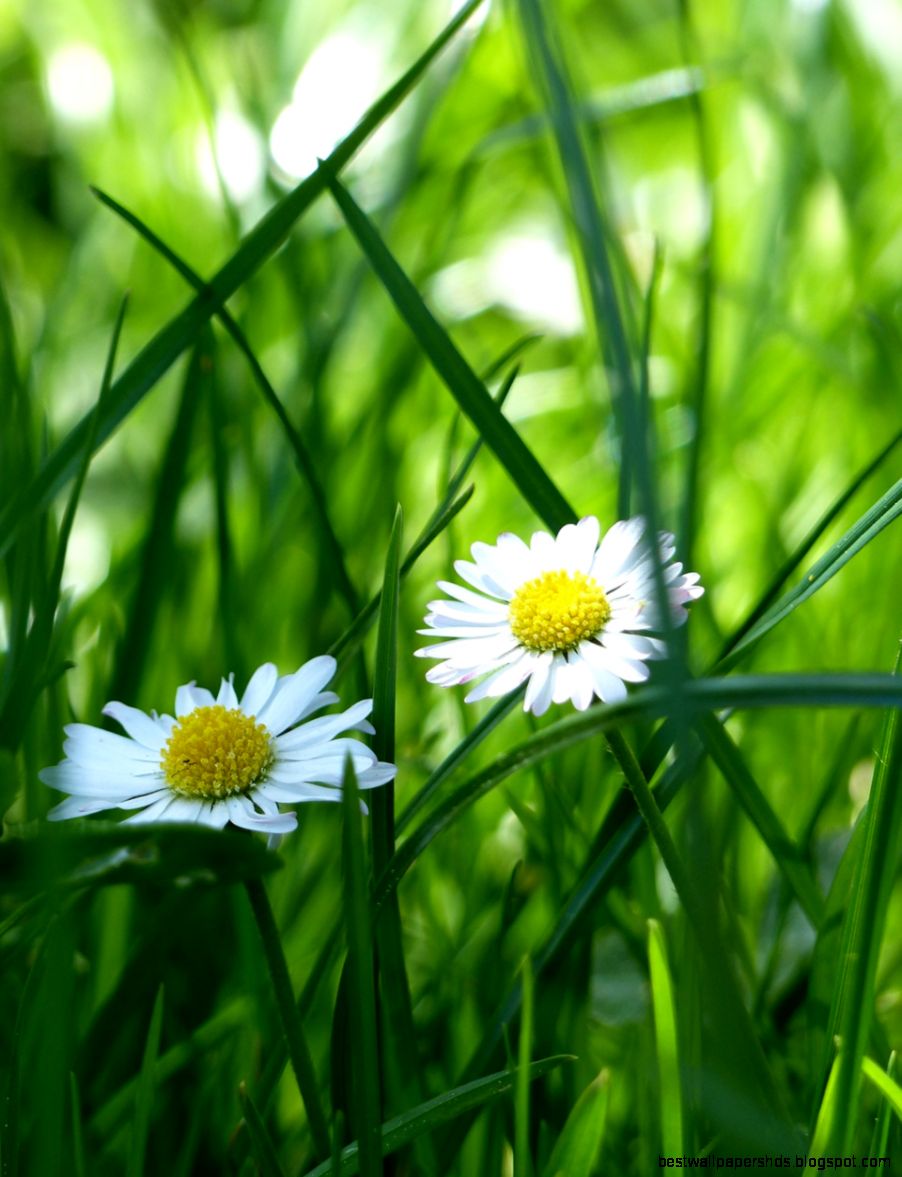 Nature Mobile Wallpaper   Wallpaper Quotes and Status