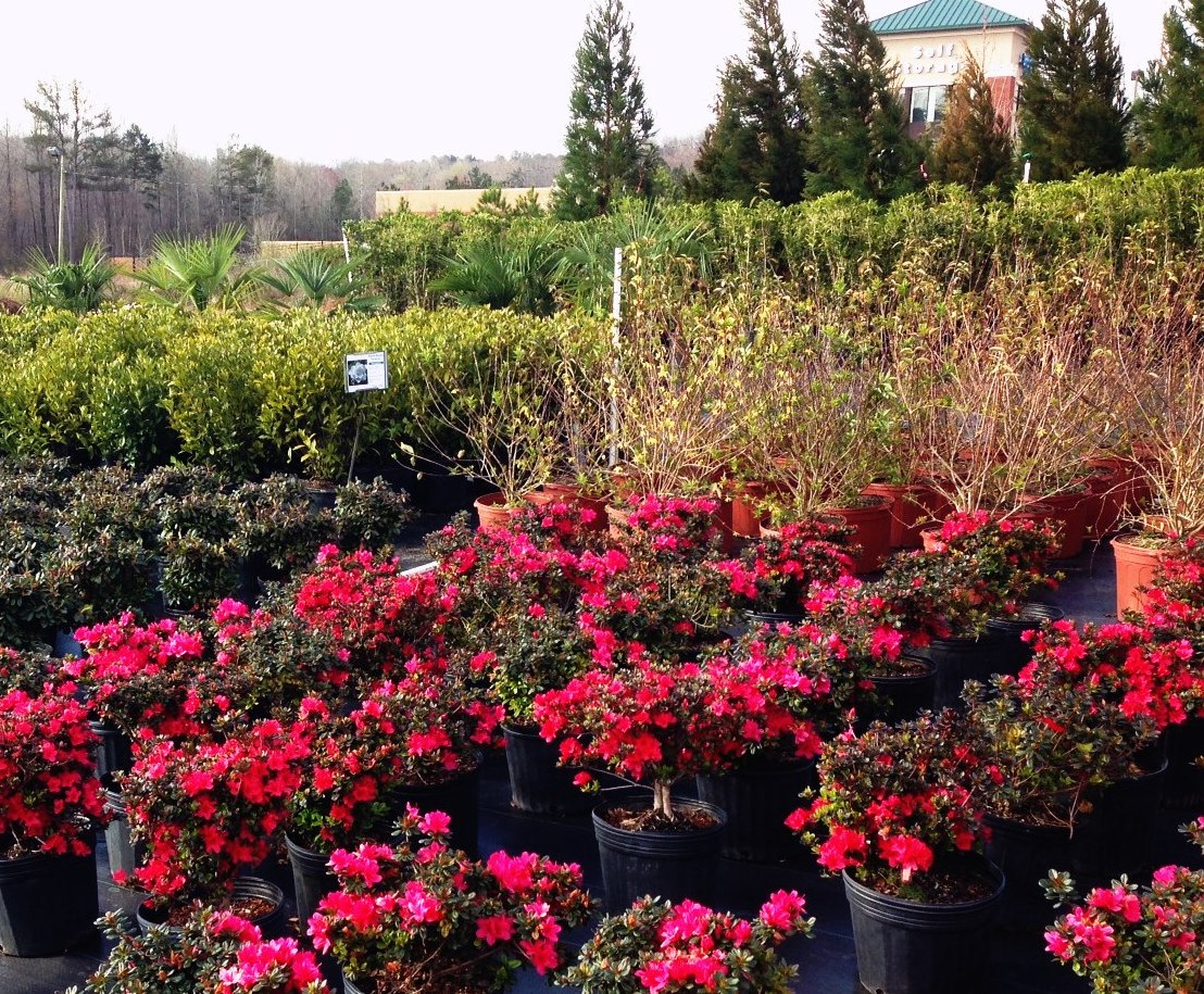 WHOLESALE NURSERY