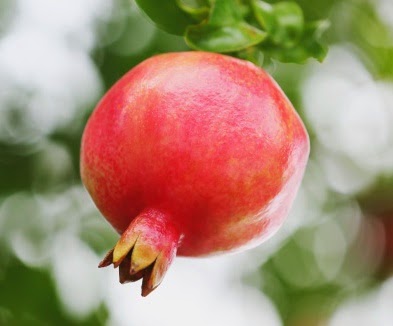 buah delima, manfaat buah delima