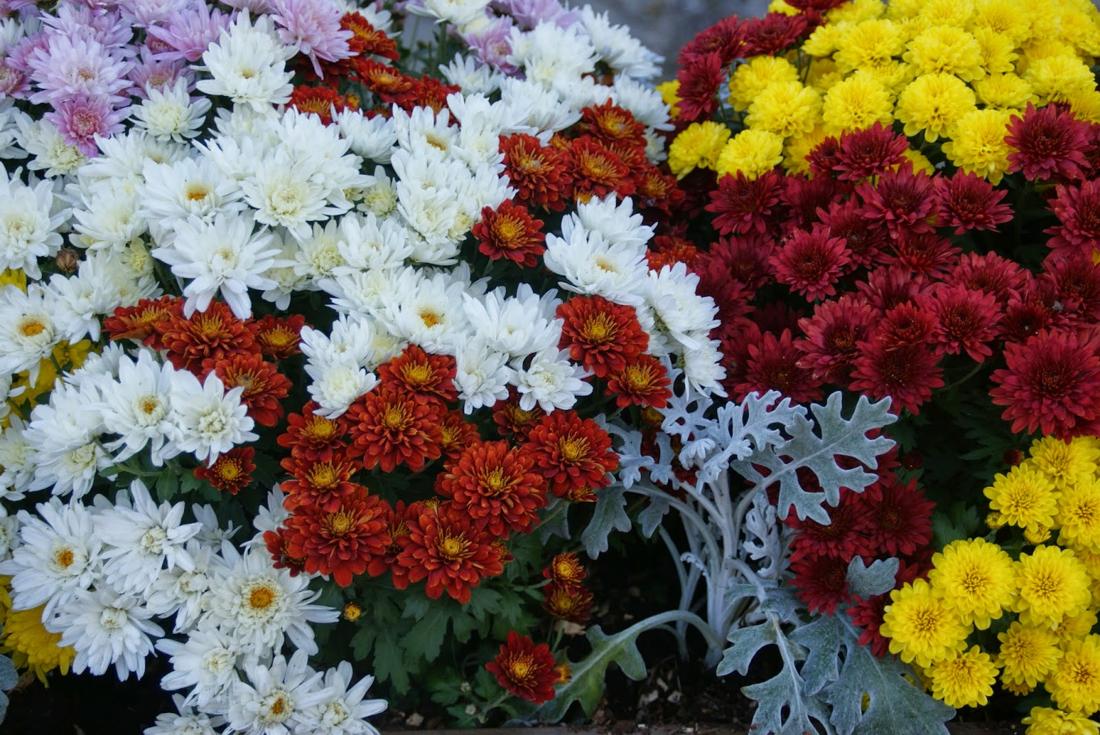 Les dernières infos de Haute Tarentaise par Pierre