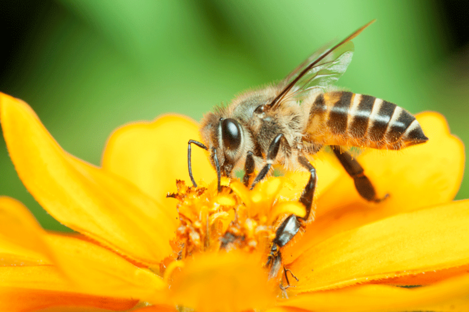 Beija-flores e abelhas estão sendo expostos a pesticidas – Pode gerar uma crise na produção de alimentos 