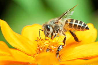 Beija-flores e abelhas estão sendo expostos a pesticidas neonicotinóides – Pode gerar uma crise na produção de alimentos 