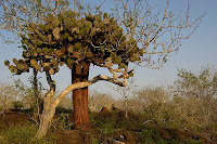 Optuntia Cactus on Pinta Island