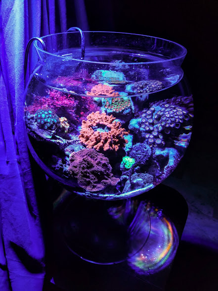 Aquarium Adventures Felicia S Pico Reef Vase