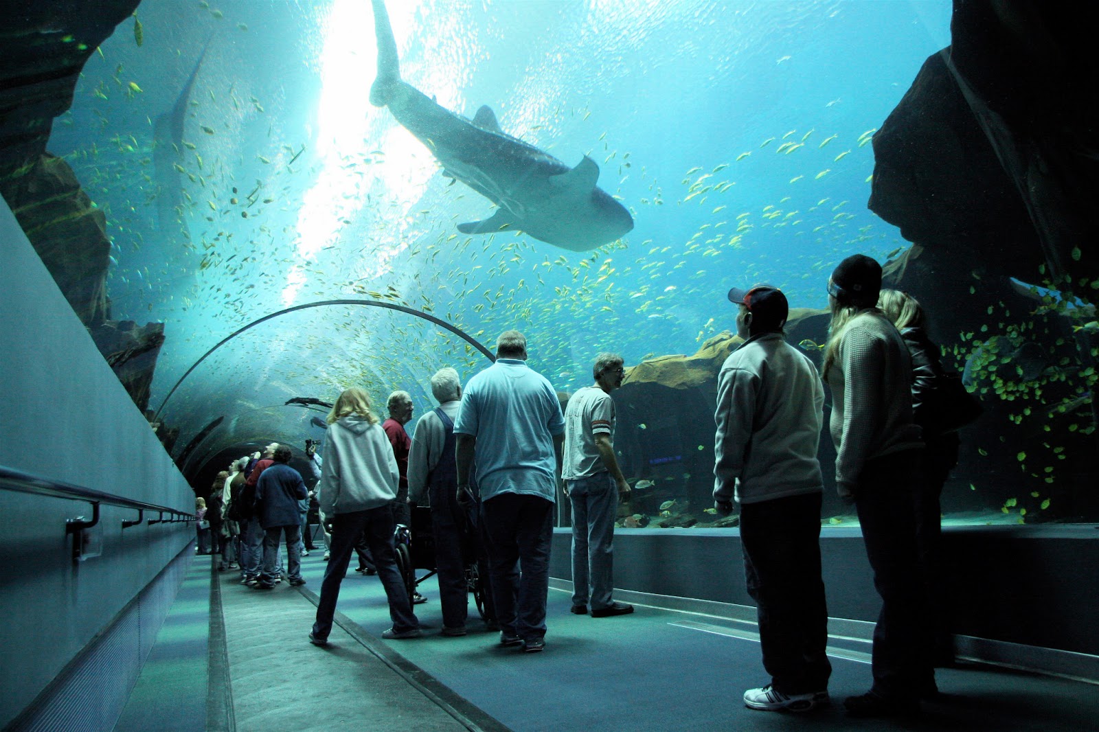 INTERESTING THINGS Do You Know ?? WORLD's LARGEST AQUARIUM