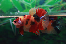 Ikan Cupang Nemo Dan Jenis Jenisnya