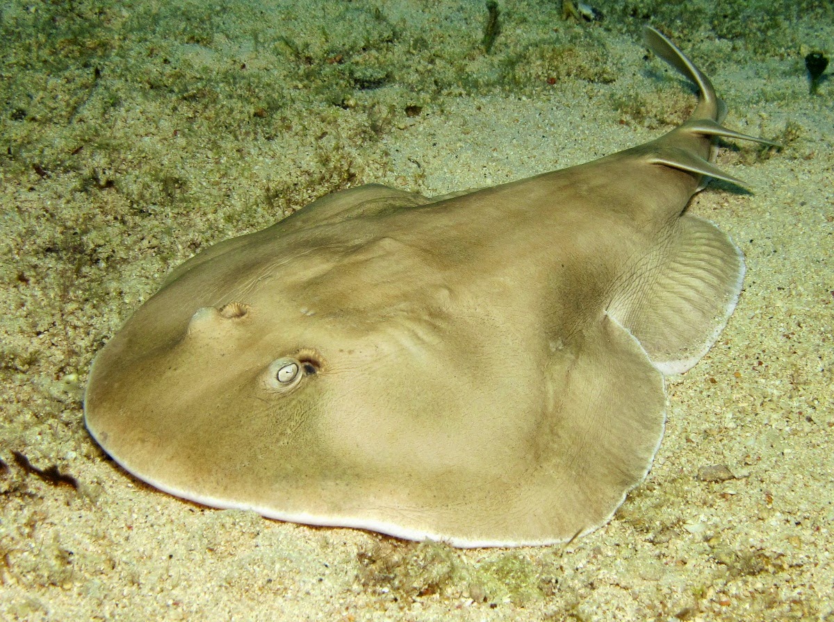 Electric Ray Fun Animals Wiki, Videos, Pictures, Stories