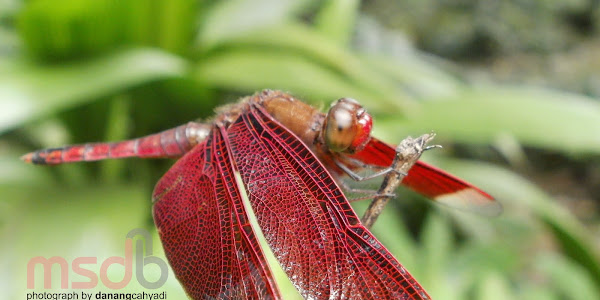 Red Dragonfly in Bogor Botanical Garden