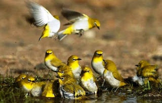 cara merawat burung,racikan makanan pleci biar cepat gacor,racikan makanan pleci juara,makanan pleci agar cepat gacor,racikan pakan pleci lomba, cara merawat burung,racikan makanan pleci biar cepat gacor,racikan makanan pleci juara,makanan pleci agar cepat gacor,racikan pakan pleci lomba,