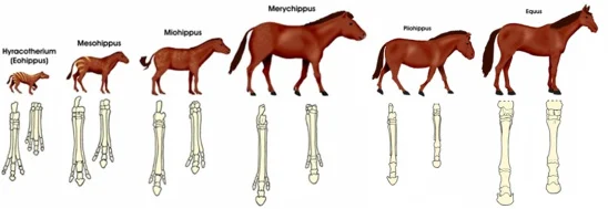 horses-toe-evolution-Hyracotherium 
