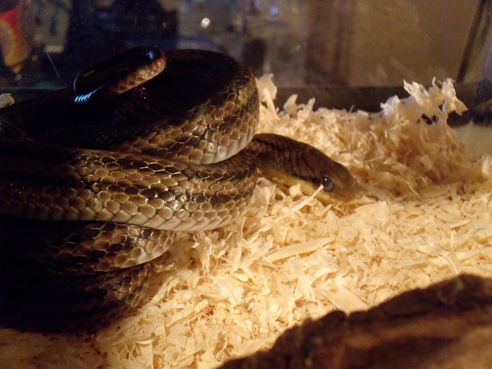 趣味レーションroom 怠い蛇 拗る蛇 ピンクマウスを食べる野生の蛇
