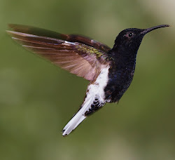black birds flying together 2