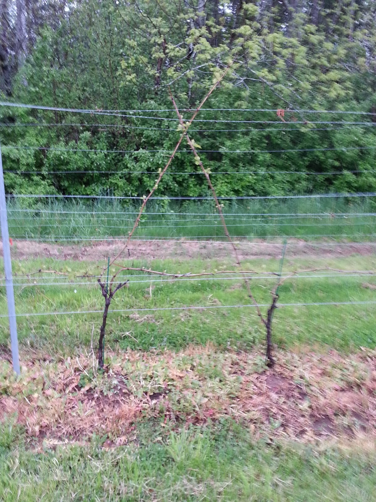 Granville Gardens Vineyard