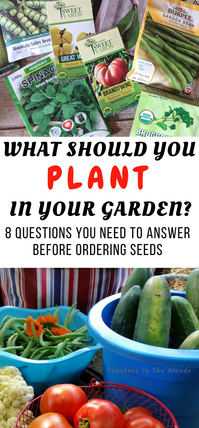 What should you plant in your garden? Feathers in the woods