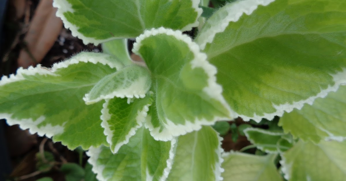 University of Florida/IFAS Charlotte County Extension A different type