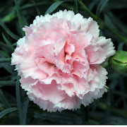 Carnation Flower Gallery 7