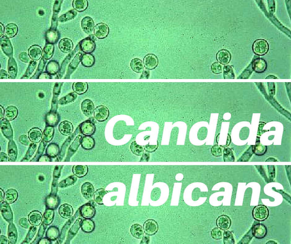 alimentos permitidos para candidiasis intestinal