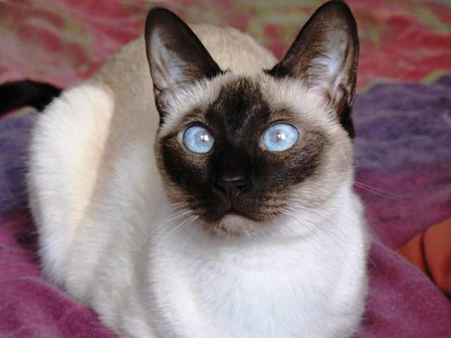 Tìm hiểu về giống mèo Xiêm – mèo Siamese