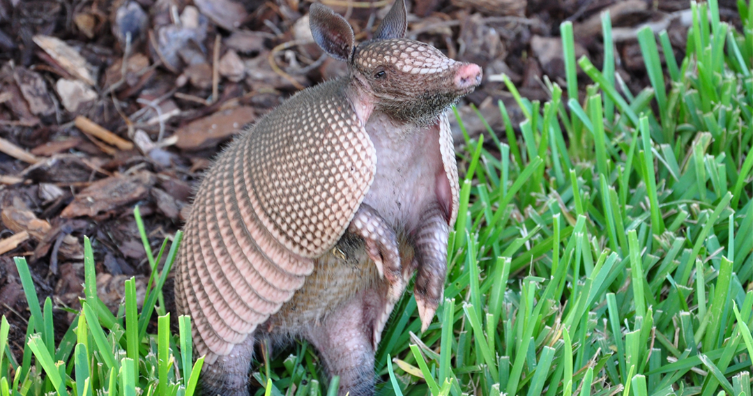 Reasons Why Armadillo Is Not A Good Pet The Buzz Land