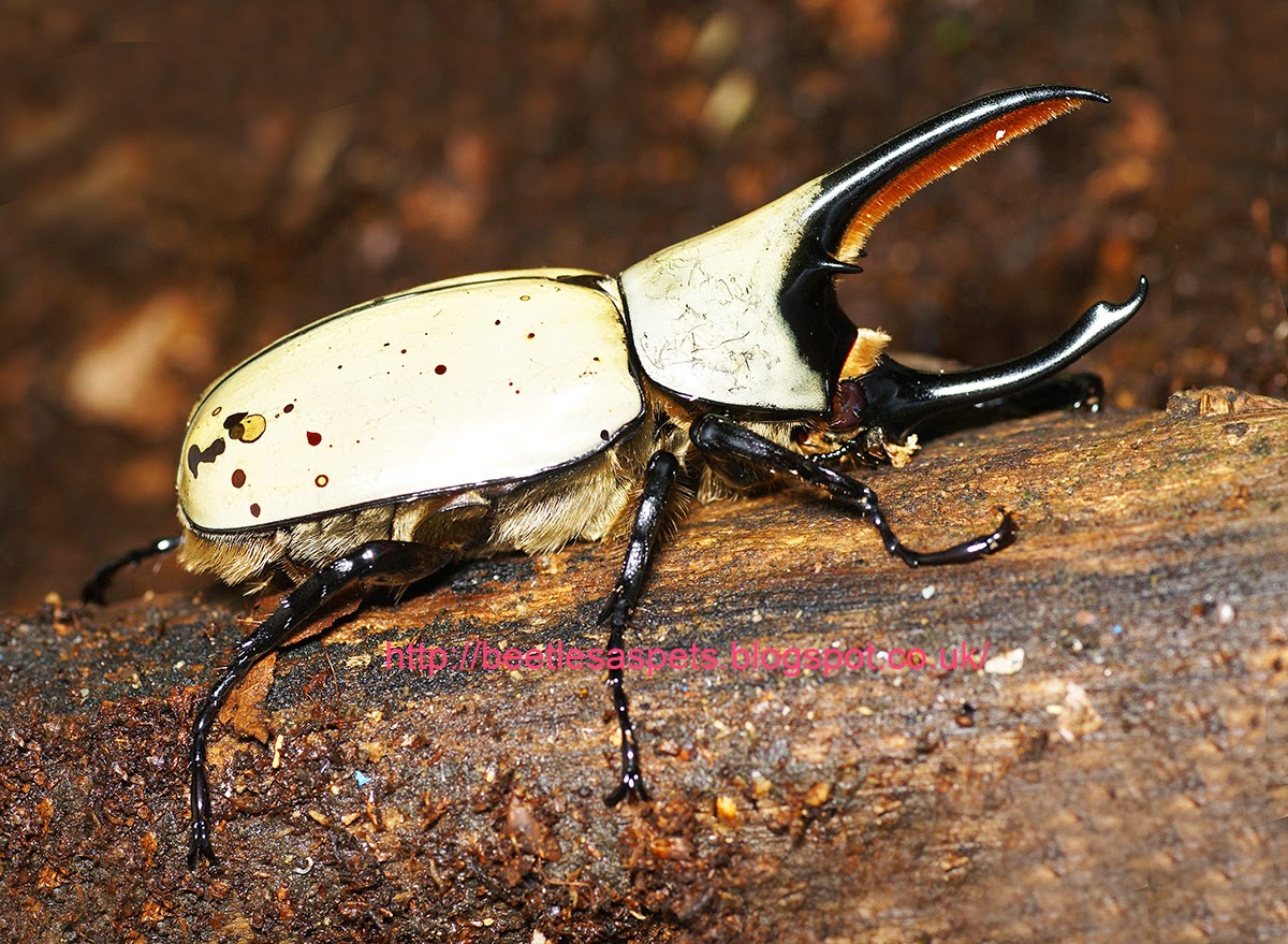 amazing timelapse of a dynastes hercules rhinoceros beetle amazing timelapse of a dynastes hercules rhinoceros beetle