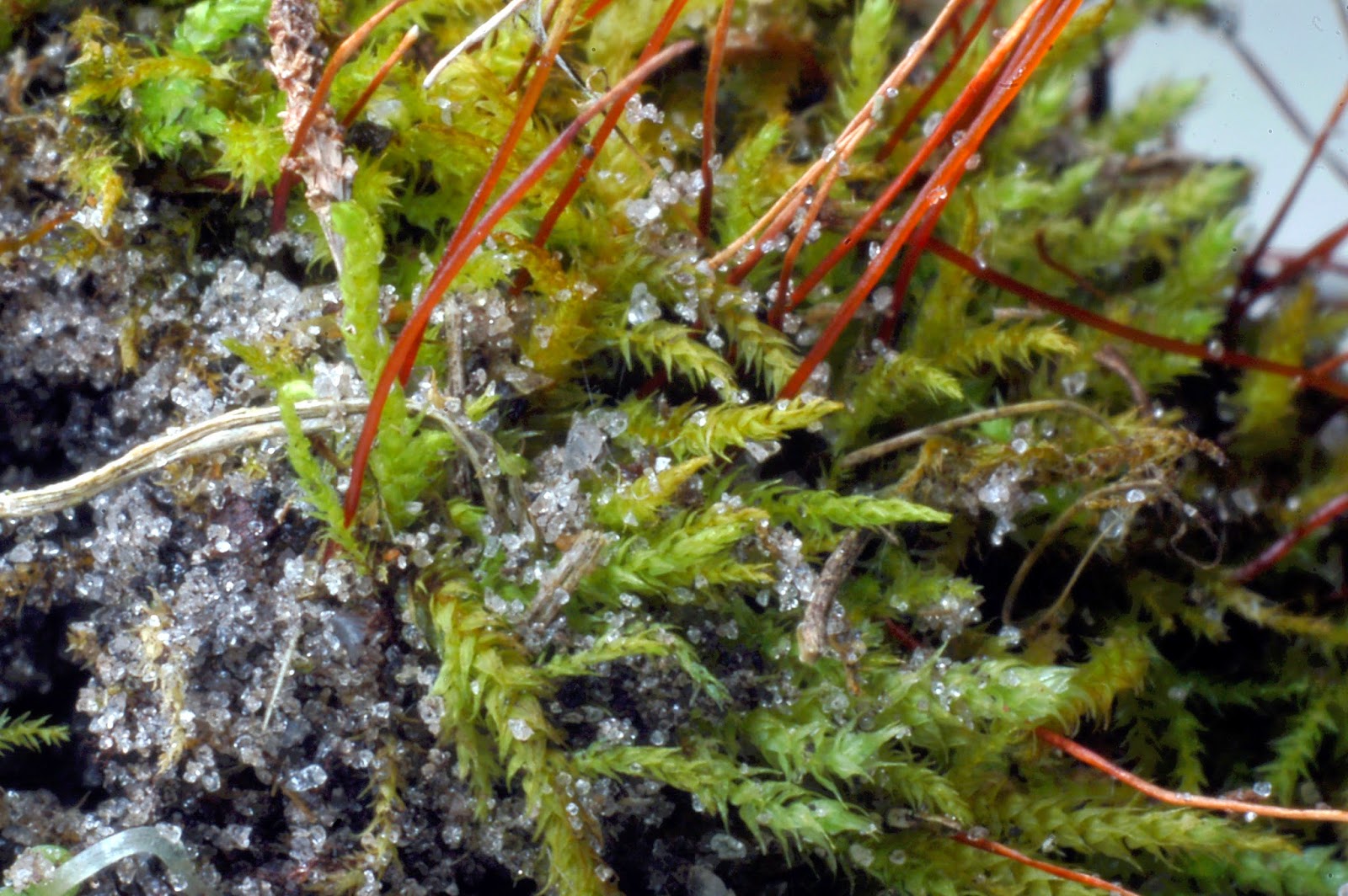 Botany Professor Mosses of Central Florida 11. Haplocladium microphyllum