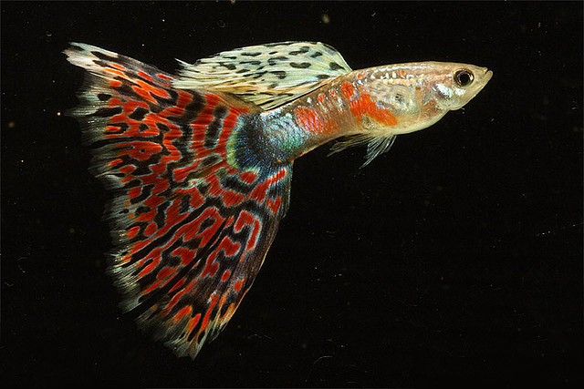 Guppy Classifications Based on Tail Pattern | All About Guppy
