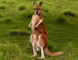 Zoo Animals - Kangaroo
